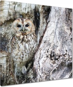 Vászonkép 90x90 Bagoly a természetben Fa