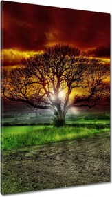 Vászonkép 80x120 Varázslatos fa tájkép