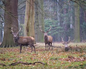 Poszter 76x60,5cm Szarvasok az erdĆben, Assaf Frank