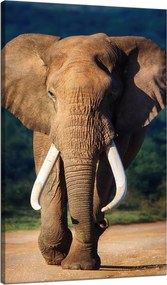 Vászonkép Nagy Elefánt Állat Természet 70x120 cm