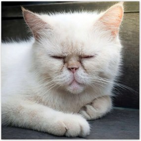 Poszterek 30x30 Cica Cicák