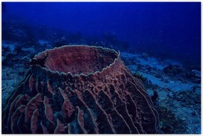 Poszterek 120x80 Víz alatti tengeri élet