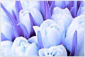 Poszterek 120x80 Kék tulipánok