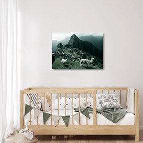 Üveg kép - Lámák a perui Machu Picchunál (70x50 cm)