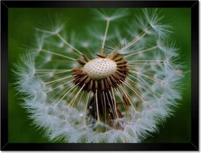 Poszterek keretben 40x30 Pitypang Virág Virágok