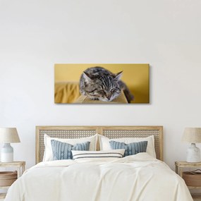 Macska a kanapén képe (120x50 cm)