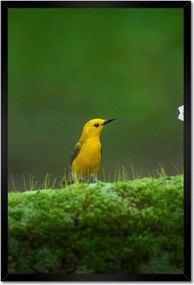 Poszterek keretben 40x60 Madárka