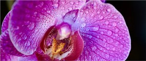 Részletes kép az orchidea virágról (120x50 cm)