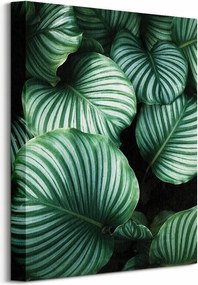 Ren Ran Kalatea vászonkép 30x40 cm