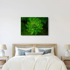 Tűlevelű képé (90x60 cm)