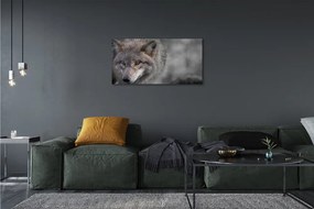 Canvas képek Farkas 125x50 cm