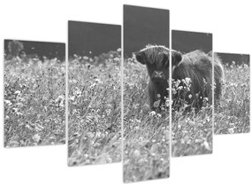 Kép - Skót tehén 5, fekete-fehér (150x105 cm)
