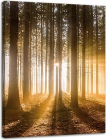 Vászonkép Nap az erdőben Fény fák 30x40 cm