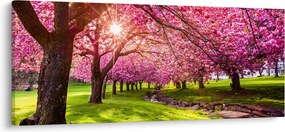 A virágzó cseresznye képe, Hurd Park, Dover, New Jersey (120x50 cm)