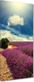 Vászonkép 55x115 Levendula tájkép