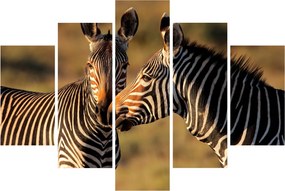 Kép - Két zebra (150x105 cm)