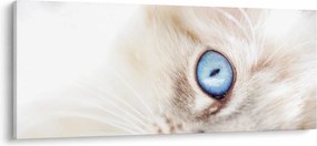 Kép - Cica (120x50 cm)