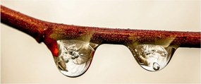 Vízcseppek a faágon képe (120x50 cm)