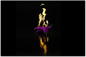 Poszterek 120x80 Lila paprika Tűz