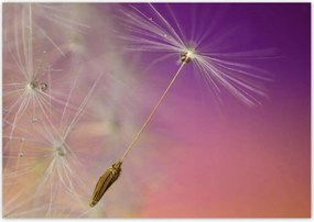 Poszterek 100x70 Pitypang Virág Virágok