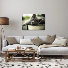 Cica képe (üvegen) (70x50 cm)