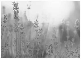 Kép - Levendula (70x50 cm)