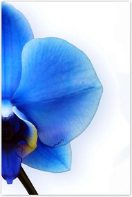 Poszter 60x90 Kék orchidea