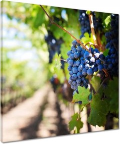 Vászonkép 50x50 Szőlőbirtok napsütésben