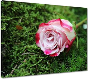 Vászonkép 50x40 Rózsa Virág Virágok Rózsa