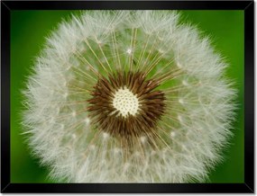 Poszterek keretben 40x30 Pitypang Virág Virágok