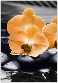 Poszterek 70x100 Narancssárga orchideák