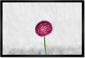 Poszter keretben 60x40 Rózsaszín pitypang virág