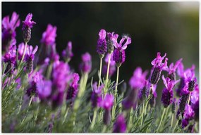 Poszterek 120x80 Lila virágok