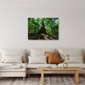 Üveg kép - A fa gyökerei (70x50 cm)