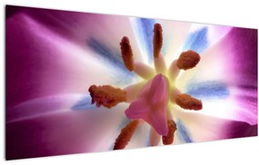 Kép - Tulipán virág részletesen (120x50 cm)