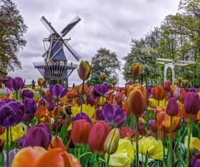 Poszter 60x50cm Színes tulipánok a kertben Keukenhof, Assaf Frank