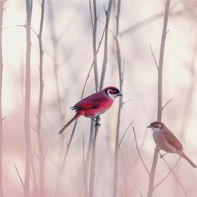Flizelin tapéta falra Prémium madár pár 250x250 ragasztó
