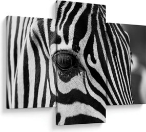 Zebra képe (90x60 cm)