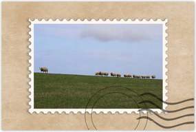 Poszterek 60x40 Juh legeltetés Bárányok