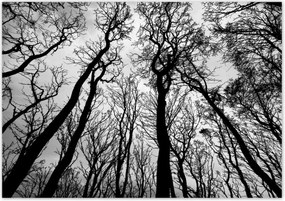 Poszterek 100x70 Erdő Fák Kilátás alulról