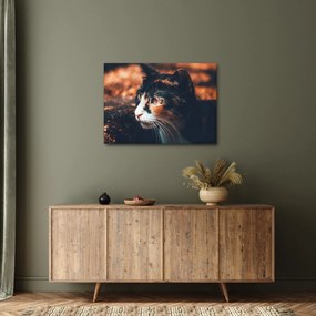 Kép - A macska látképe (70x50 cm)