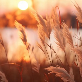 Poszter 50x50cm Arany Nyugat