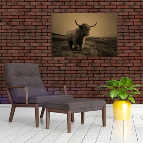 Kép - Skót tehén menekül (90x60 cm)