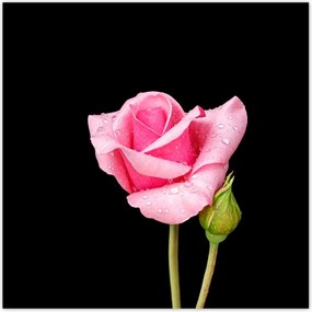 Poszterek 30x30 Rózsaszín rózsabimbó