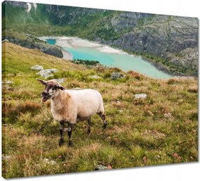 Vászonkép 50x40 Juh legeltetés Bárányok