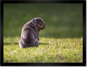 Poszterek keretben 40x30 Kutya Kutyák