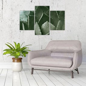 Kép - Zöld agávé (90x60 cm)