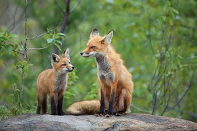 Fotográfia Red Fox & Kit, mlorenzphotography