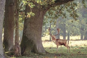 Poszter 60x40cm Szarvas az erdőben 3, Assaf Frank