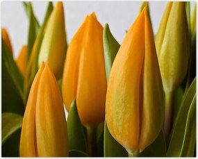 Poszterek 50x40 Sárga tulipánok